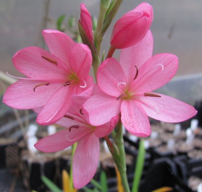 Hesperantha coccinea 'Major'